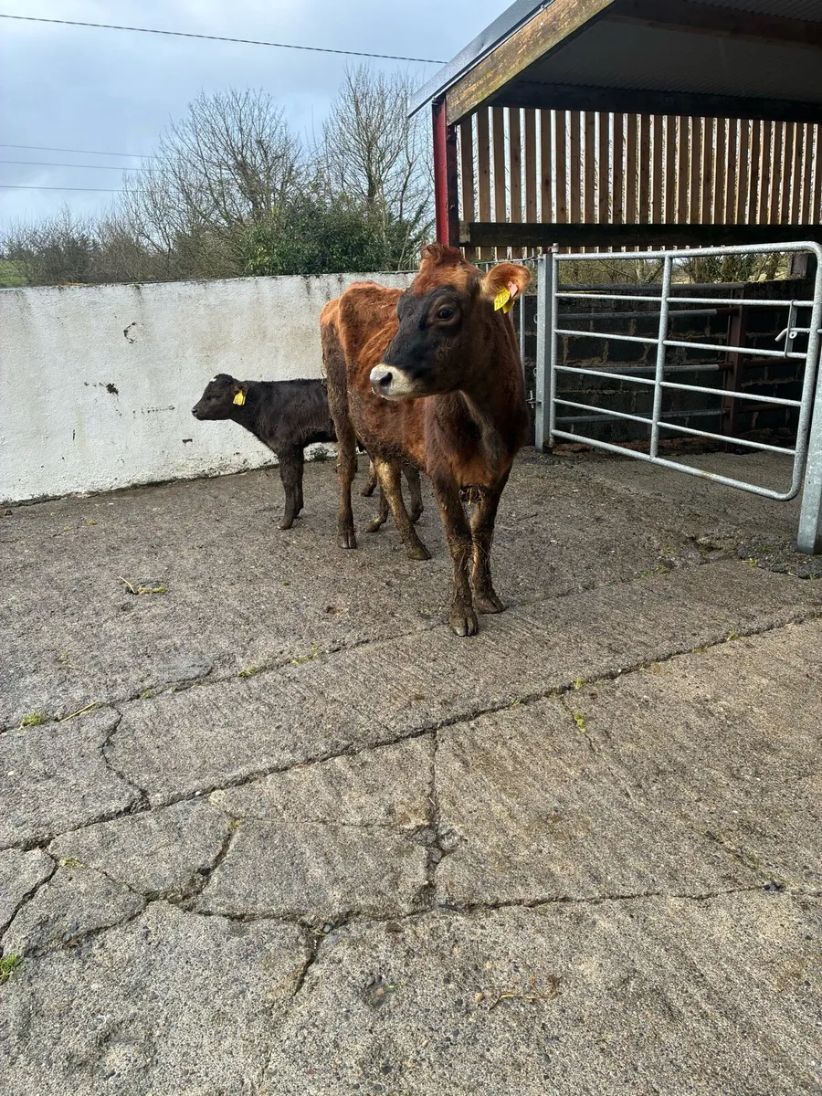 Jersey Heifer with 2 Bull calves - Image 4