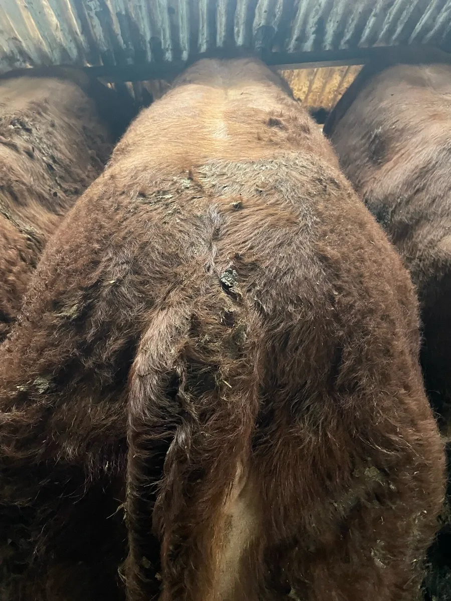 Limousin Bull - Image 3