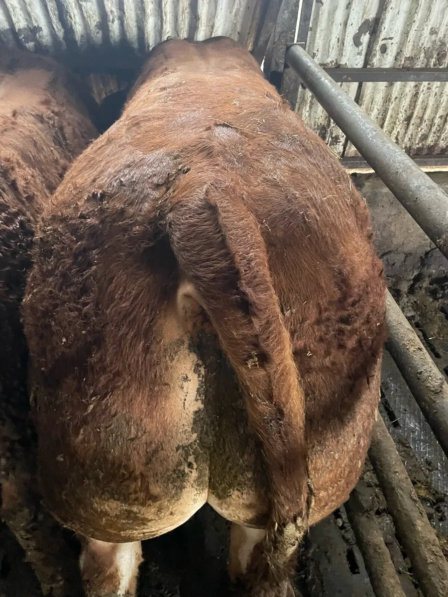 Limousin Bull - Image 4