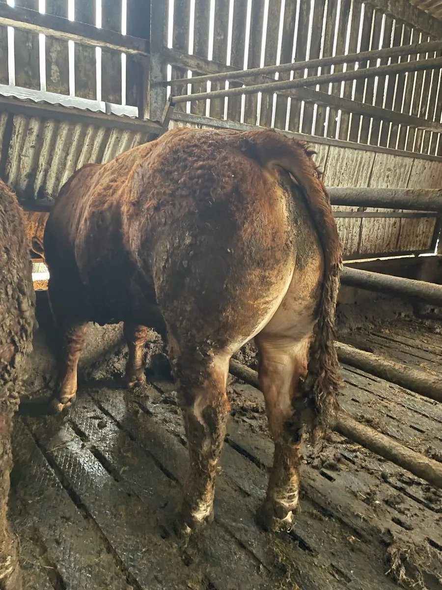 Limousin Bull - Image 2
