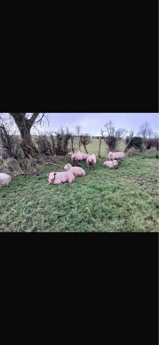30 Strong Hogget Ewe Lambs - Image 4