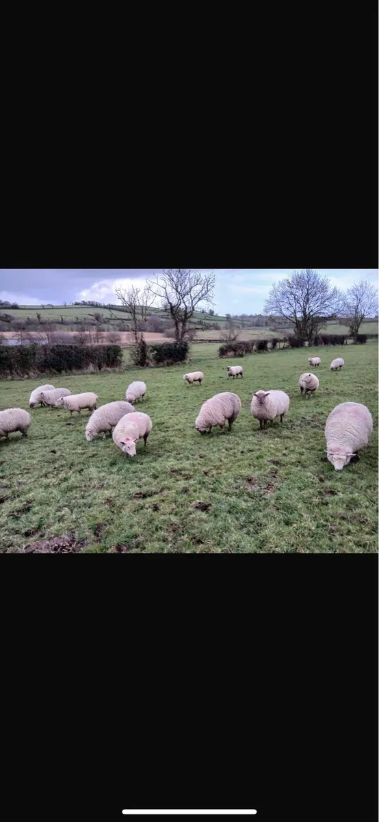30 Strong Hogget Ewe Lambs - Image 1