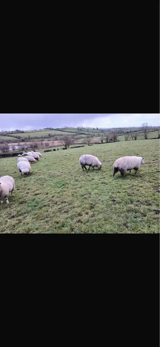 30 Strong Hogget Ewe Lambs - Image 2