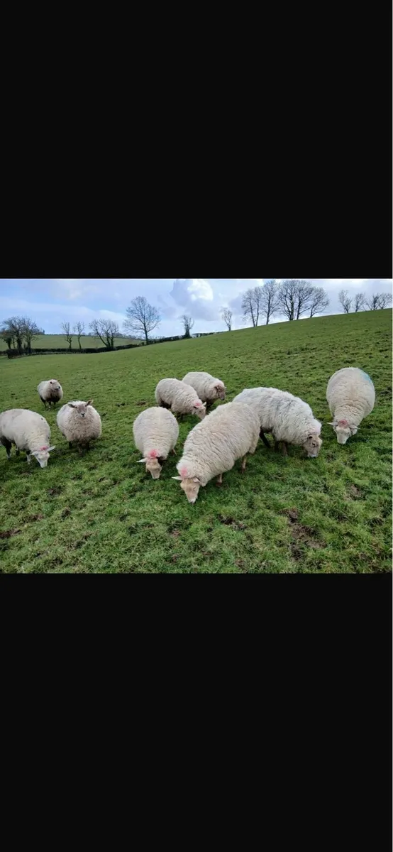 30 Strong Hogget Ewe Lambs - Image 3