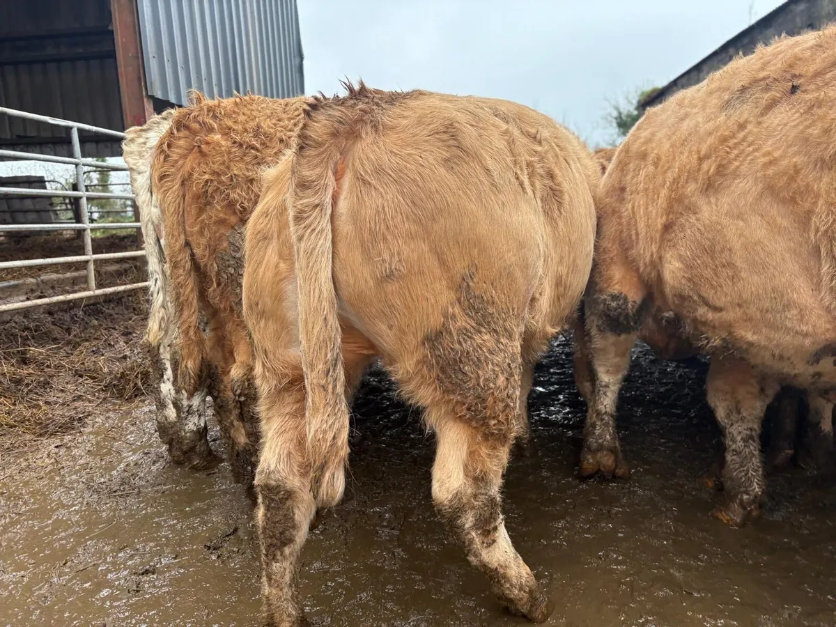 Charolais & Limousine Weanlings - Image 1