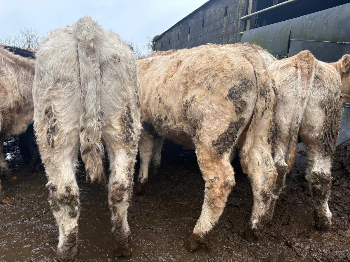 Charolais & Limousine Weanlings - Image 2