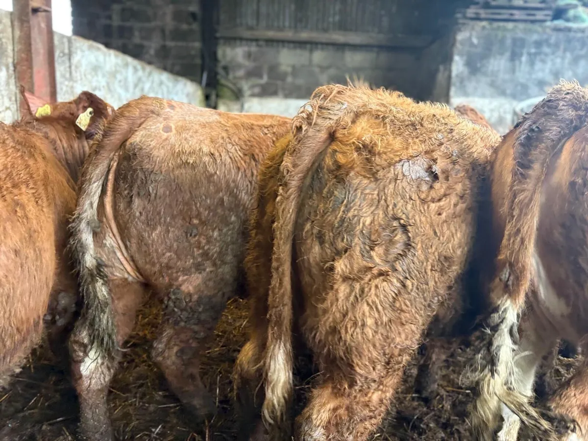 Charolais & Limousine Weanlings - Image 3