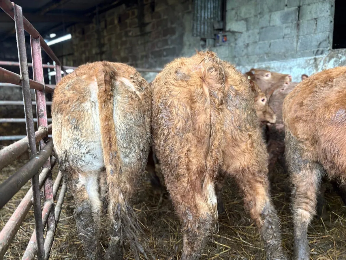 Charolais & Limousine Weanlings - Image 4