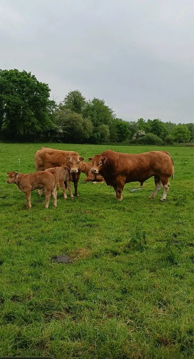 Limousin Bull - Image 1
