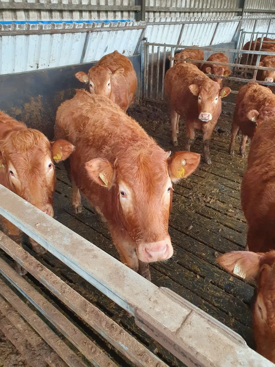 Purebred Limousin bulls for sale - Image 2