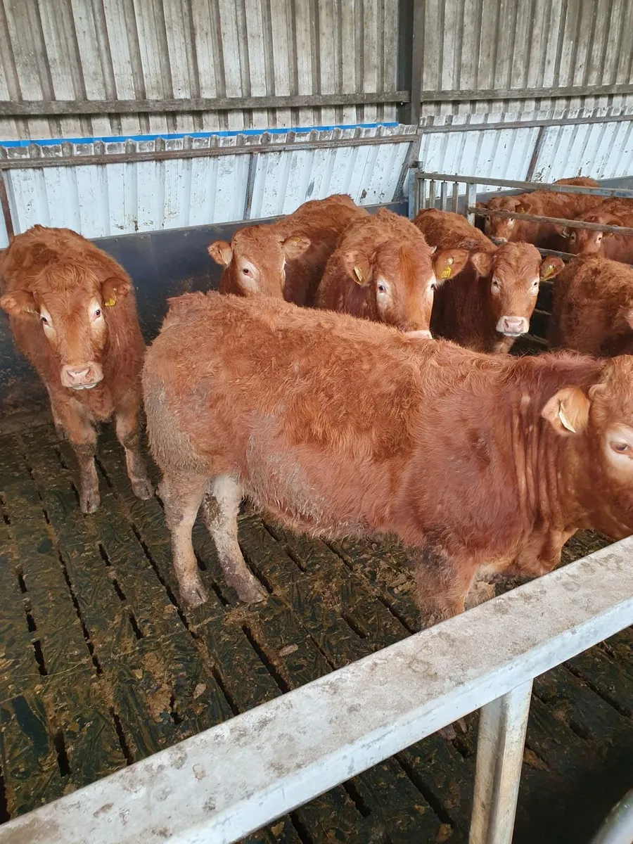 Purebred Limousin bulls for sale - Image 3