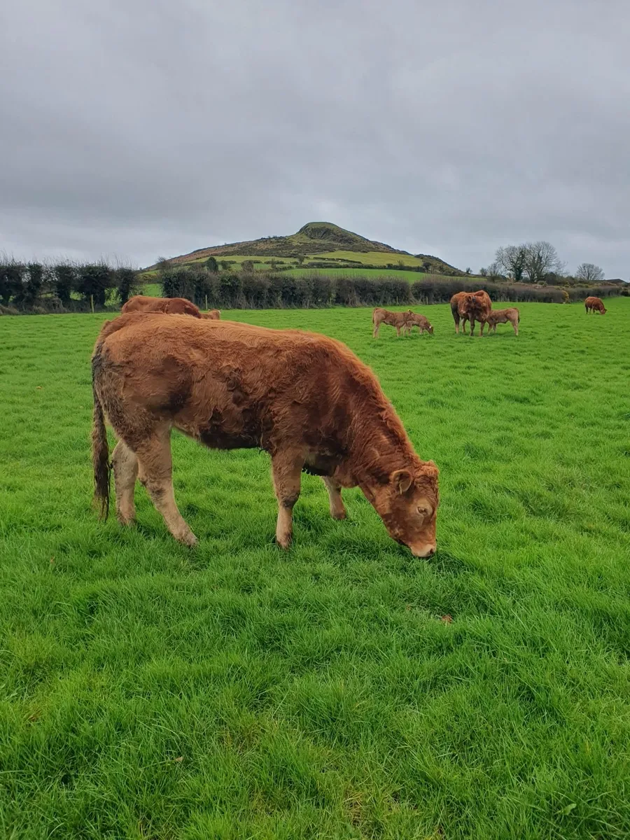 Purebred Limousin bulls for sale - Image 4