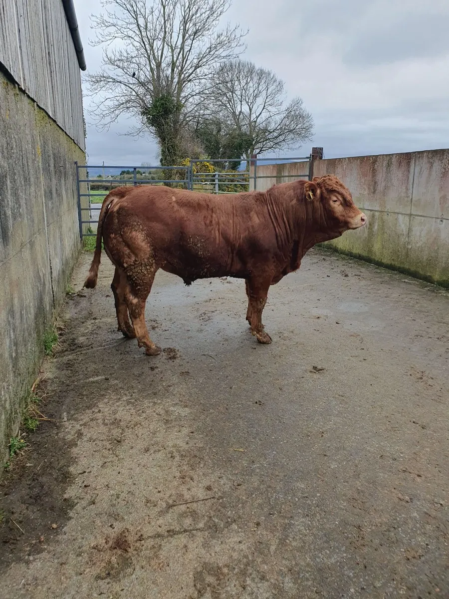 Purebred Limousin bulls/heifers for sale - Image 3