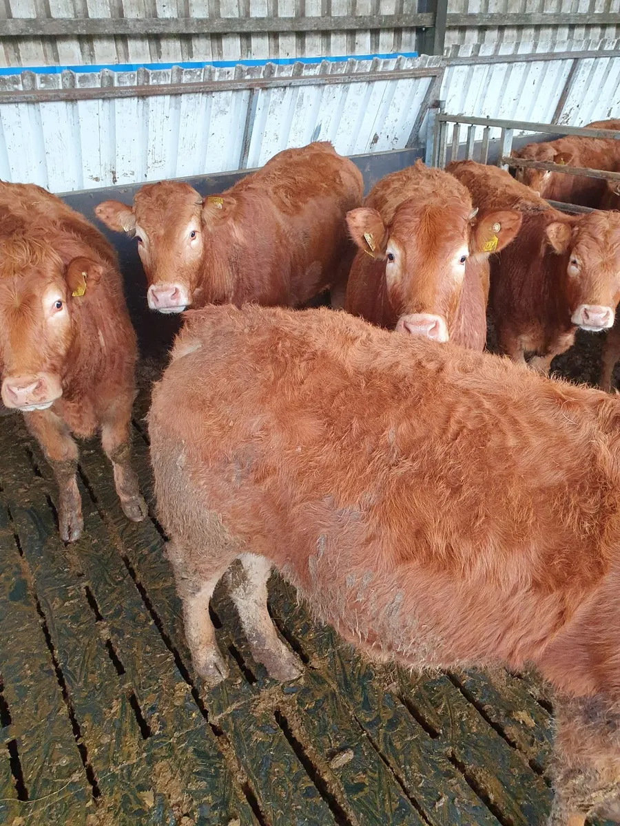 Purebred Limousin bulls/heifers for sale - Image 4