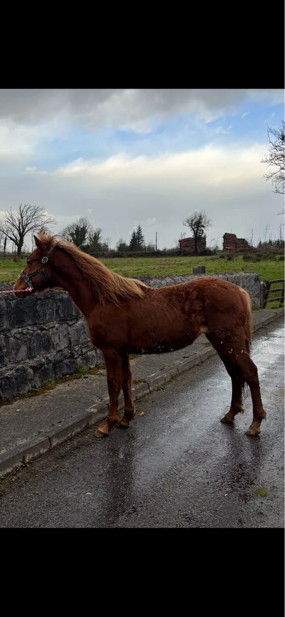 Chestnut Connemara Colt - Image 4
