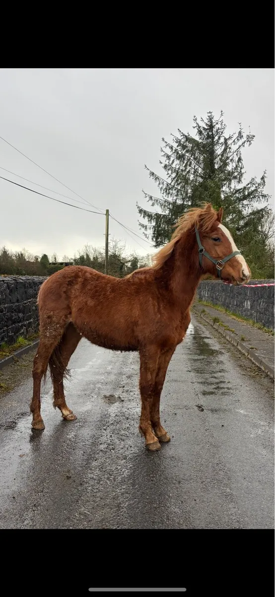 Chestnut Connemara Colt - Image 2