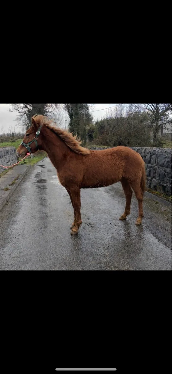 Chestnut Connemara Colt - Image 3
