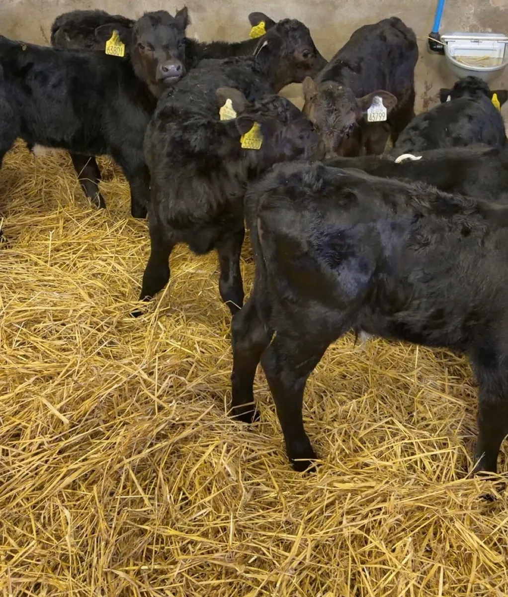 Bull Calves For Sale - Image 4