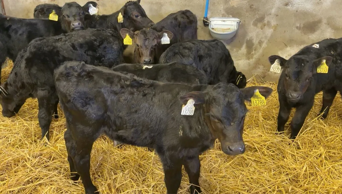 Bull Calves For Sale - Image 2