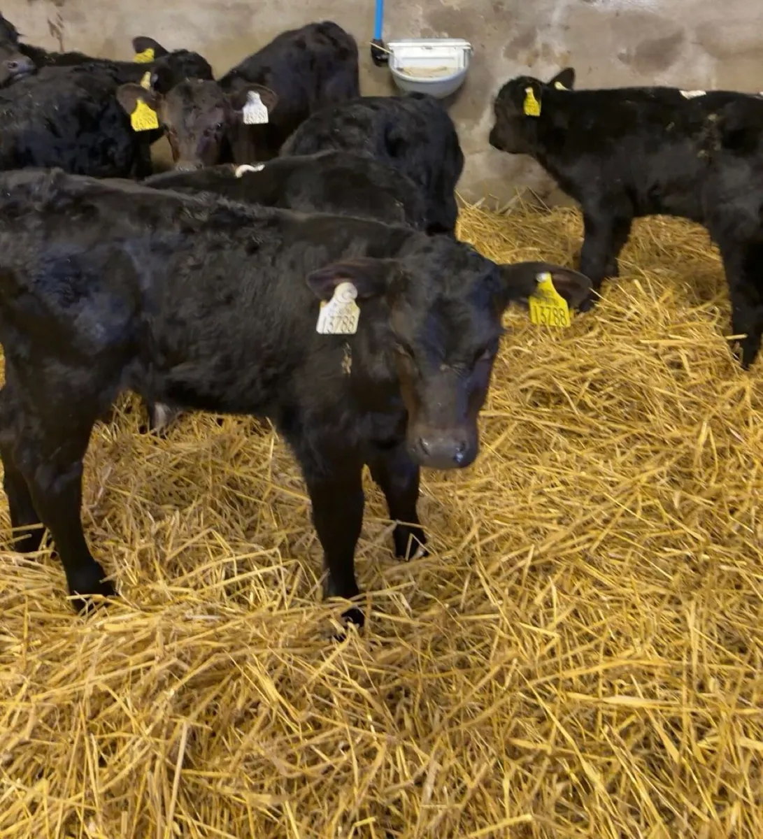 Bull Calves For Sale - Image 3