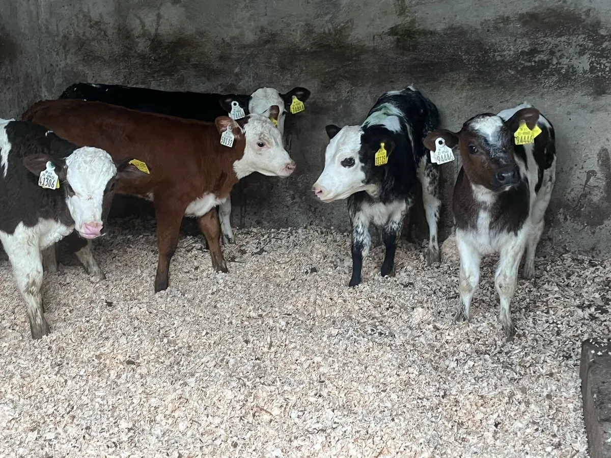 5 Smashing cow makers - Image 3