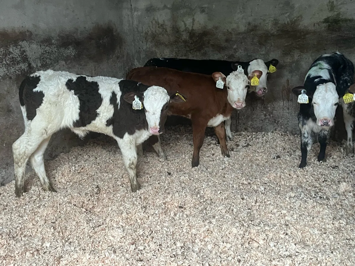 5 Smashing cow makers - Image 1