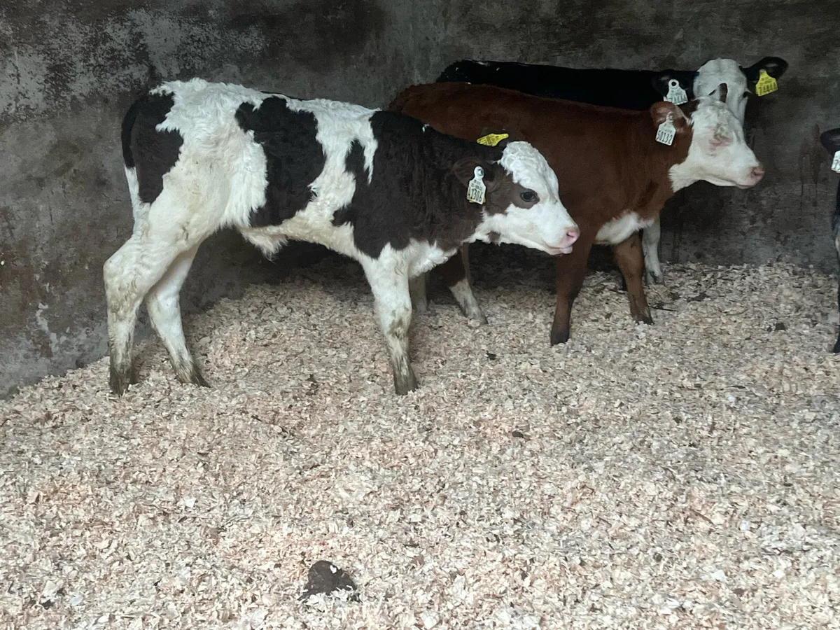 5 Smashing cow makers - Image 4