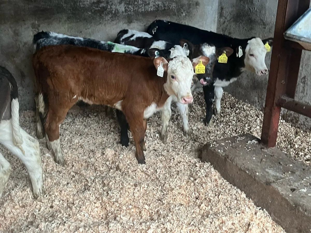 5 Smashing cow makers - Image 2