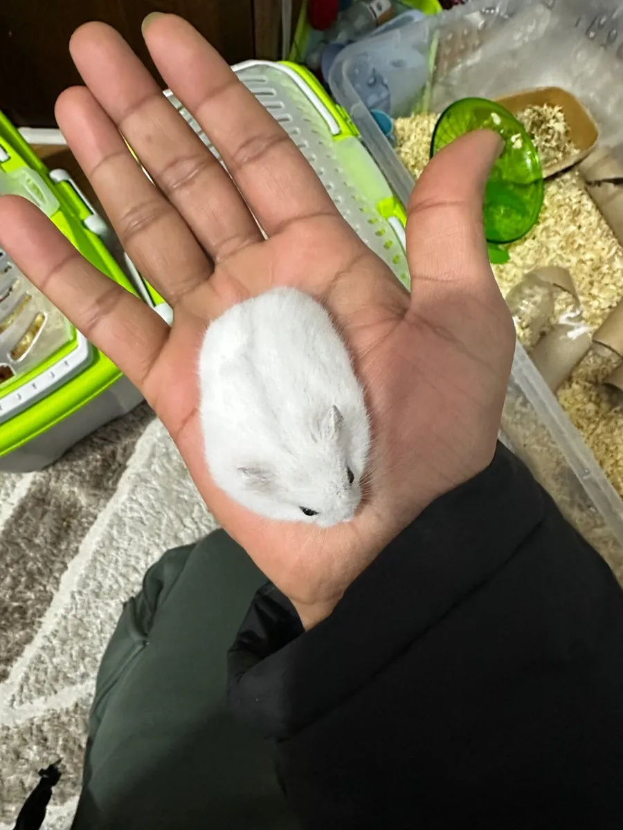 Hamster - Image 3