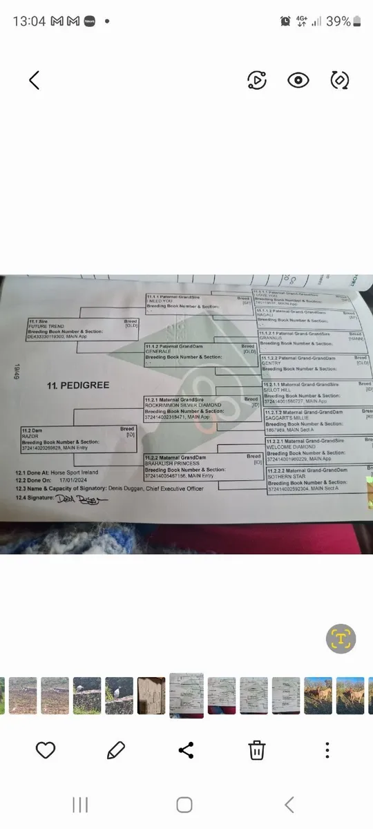 3 Year Old Sports Horse - Image 3