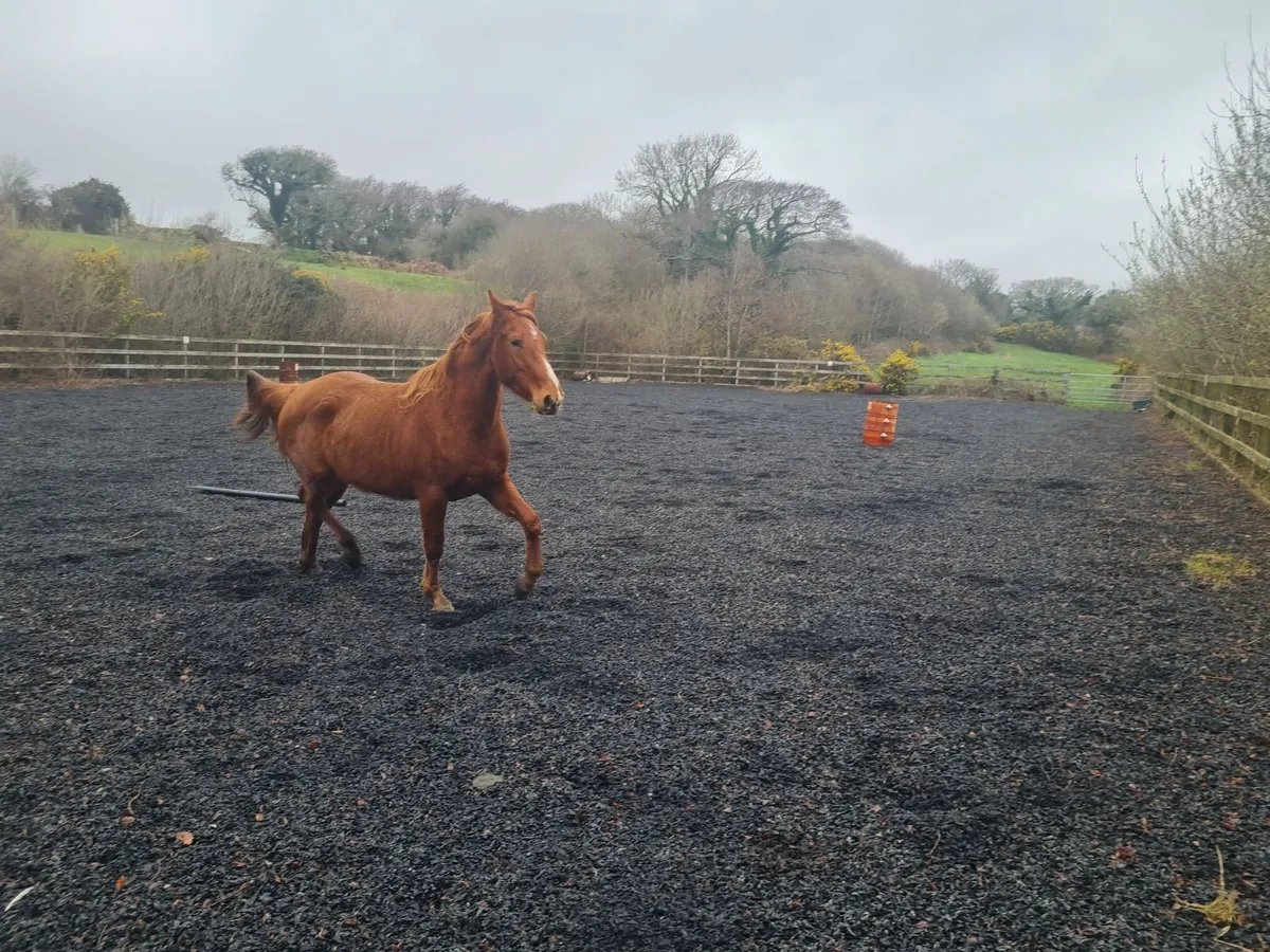 3 Year Old Sports Horse - Image 4