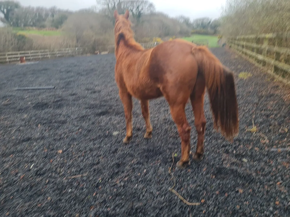 3 Year Old Sports Horse - Image 4