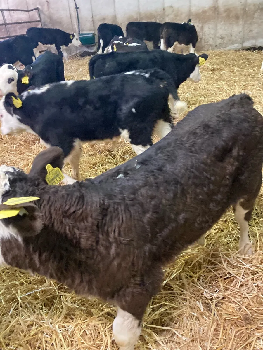 21 SUPER QUALITY HEREFORD BULL CALVES - Image 4