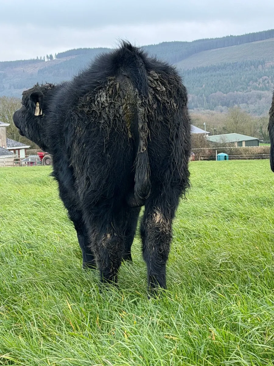 Pedigree Angus Bulls - Image 3
