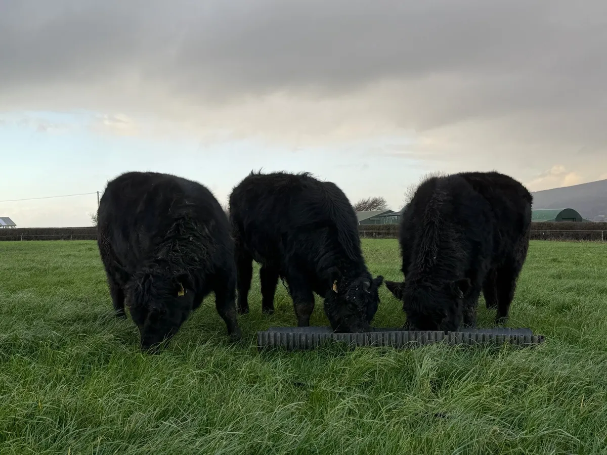 Pedigree Angus Bulls - Image 4