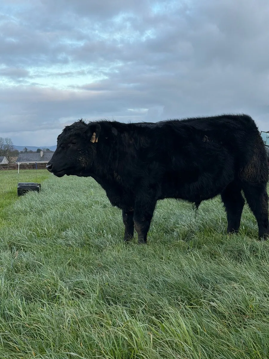 Pedigree Angus Bulls - Image 2