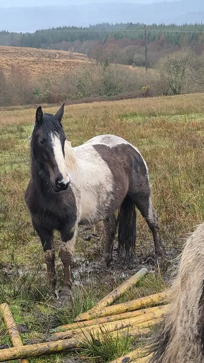 5 year old mayor - Image 2