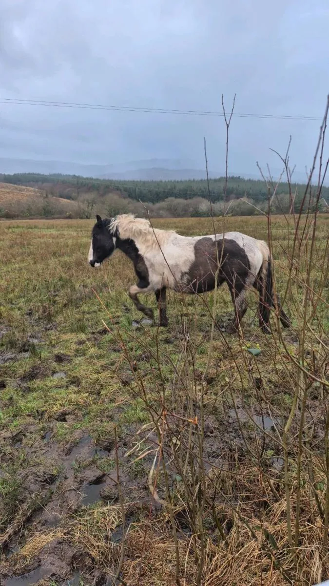 5 year old mayor - Image 3