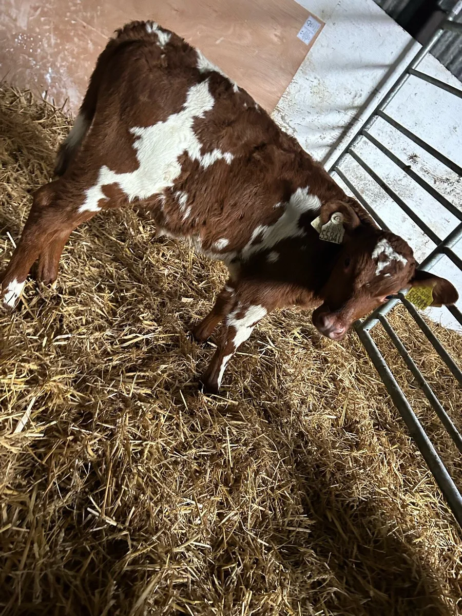 12 super fr bull Calfs - Image 1