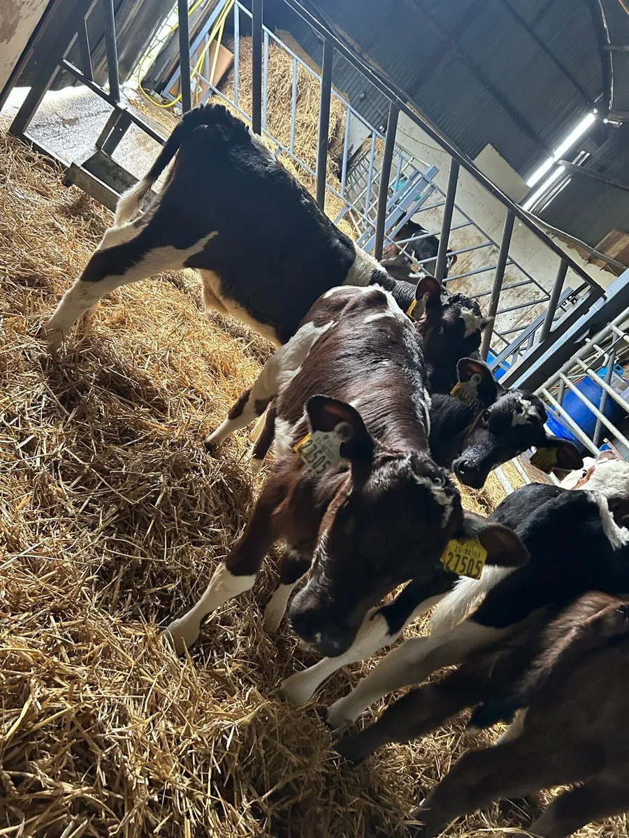 12 super fr bull Calfs - Image 3