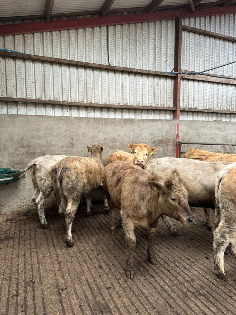 Charolais store heifers - Image 2