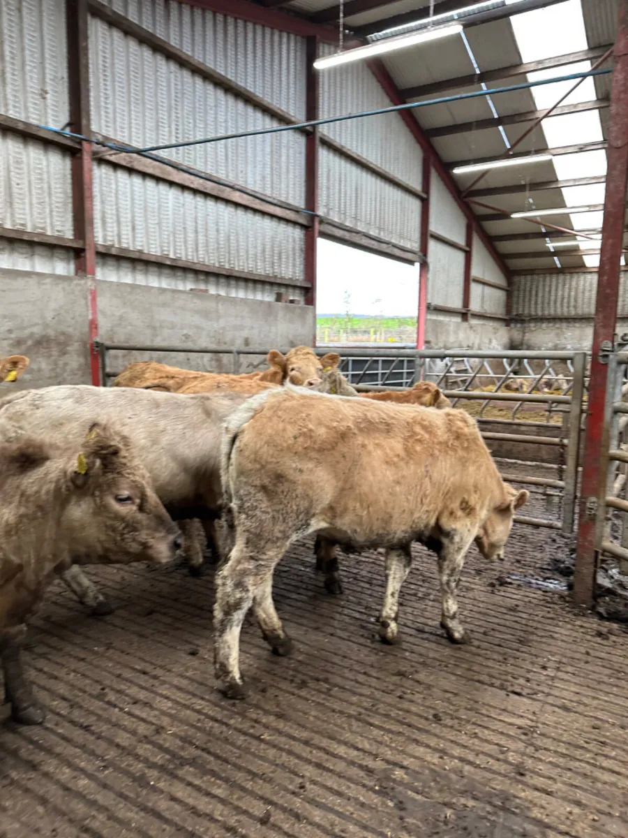 Charolais store heifers - Image 3