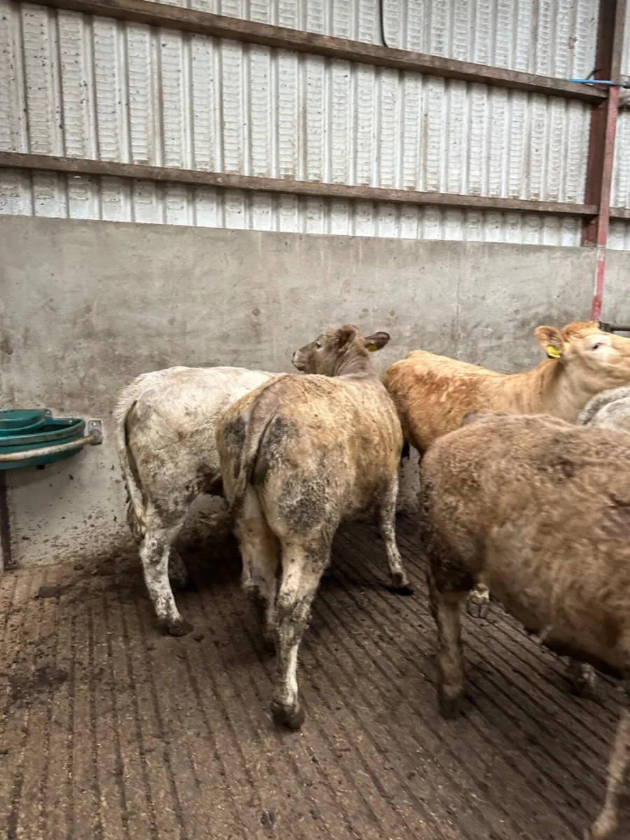 Charolais store heifers - Image 4