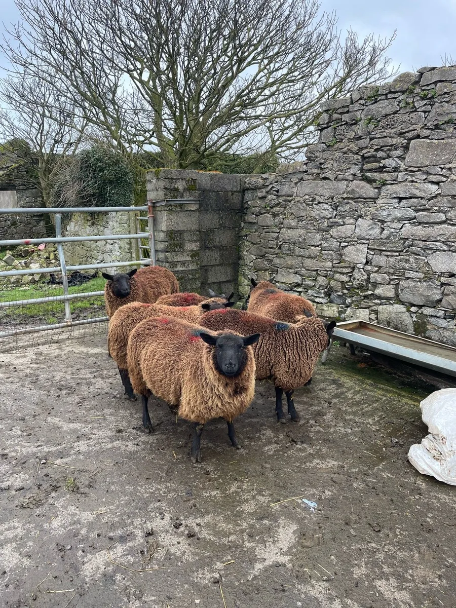 Scanned in lamb ewe lambs - Image 1