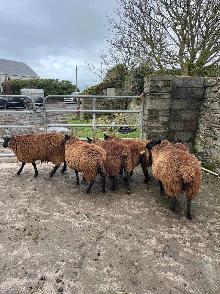 Scanned in lamb ewe lambs - Image 2