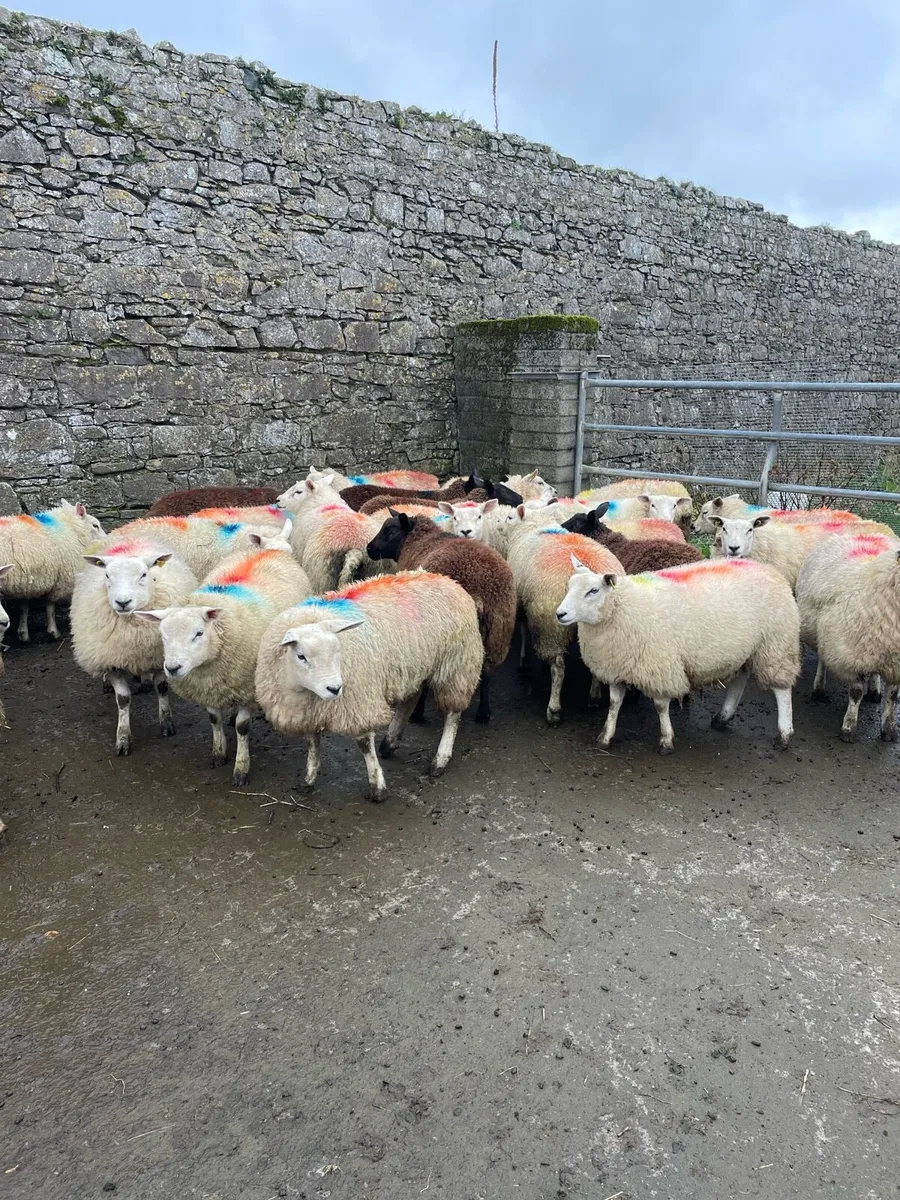 Scanned in lamb ewe lambs - Image 3