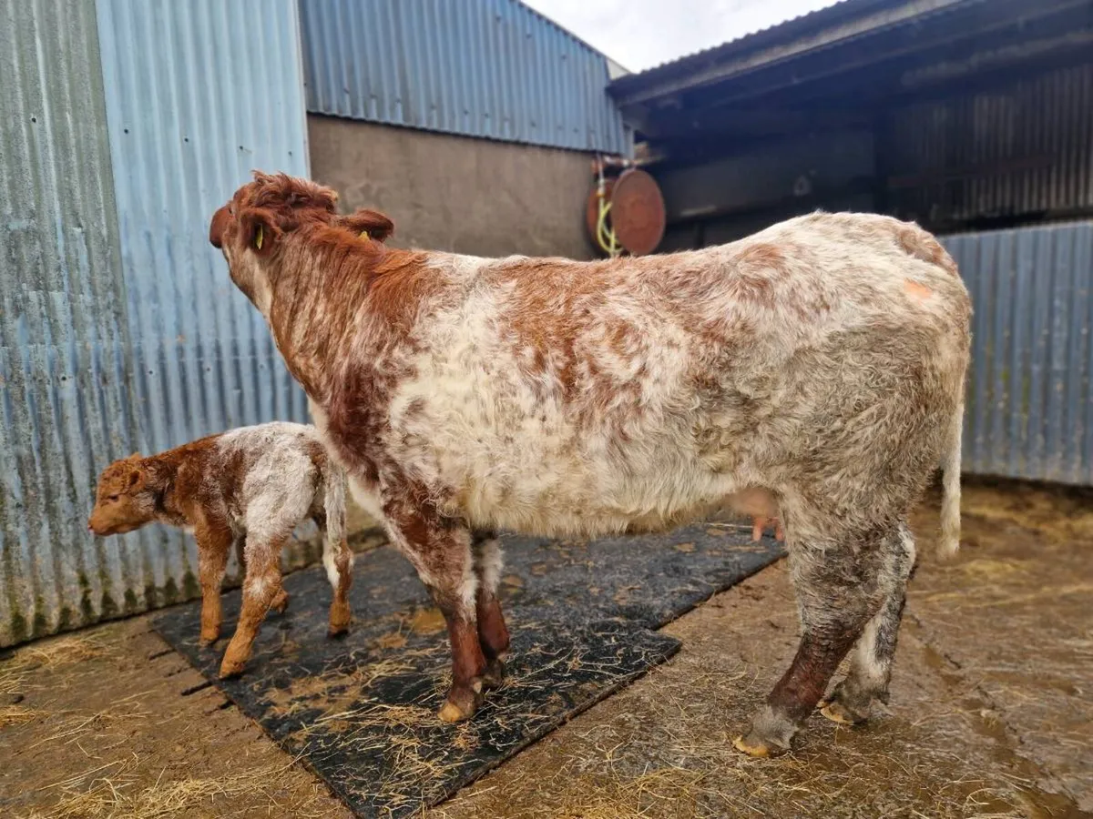 Heifer and Calf - Image 4