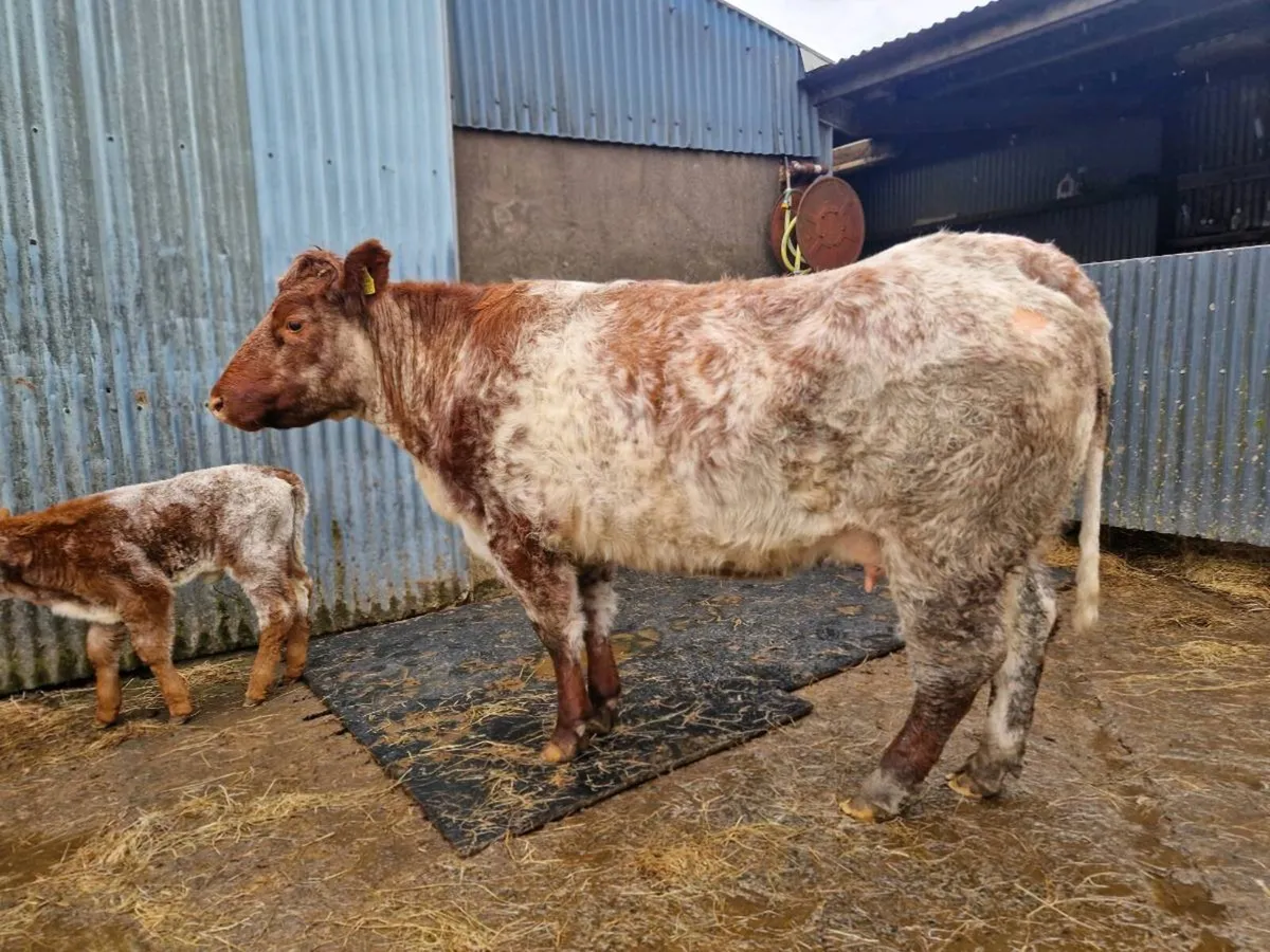 Heifer and Calf - Image 3