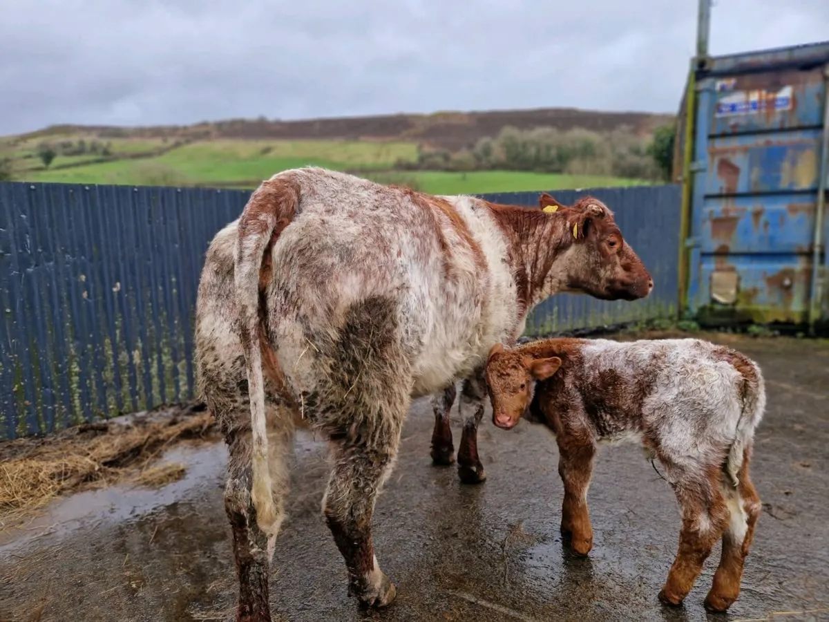 Heifer and Calf - Image 1