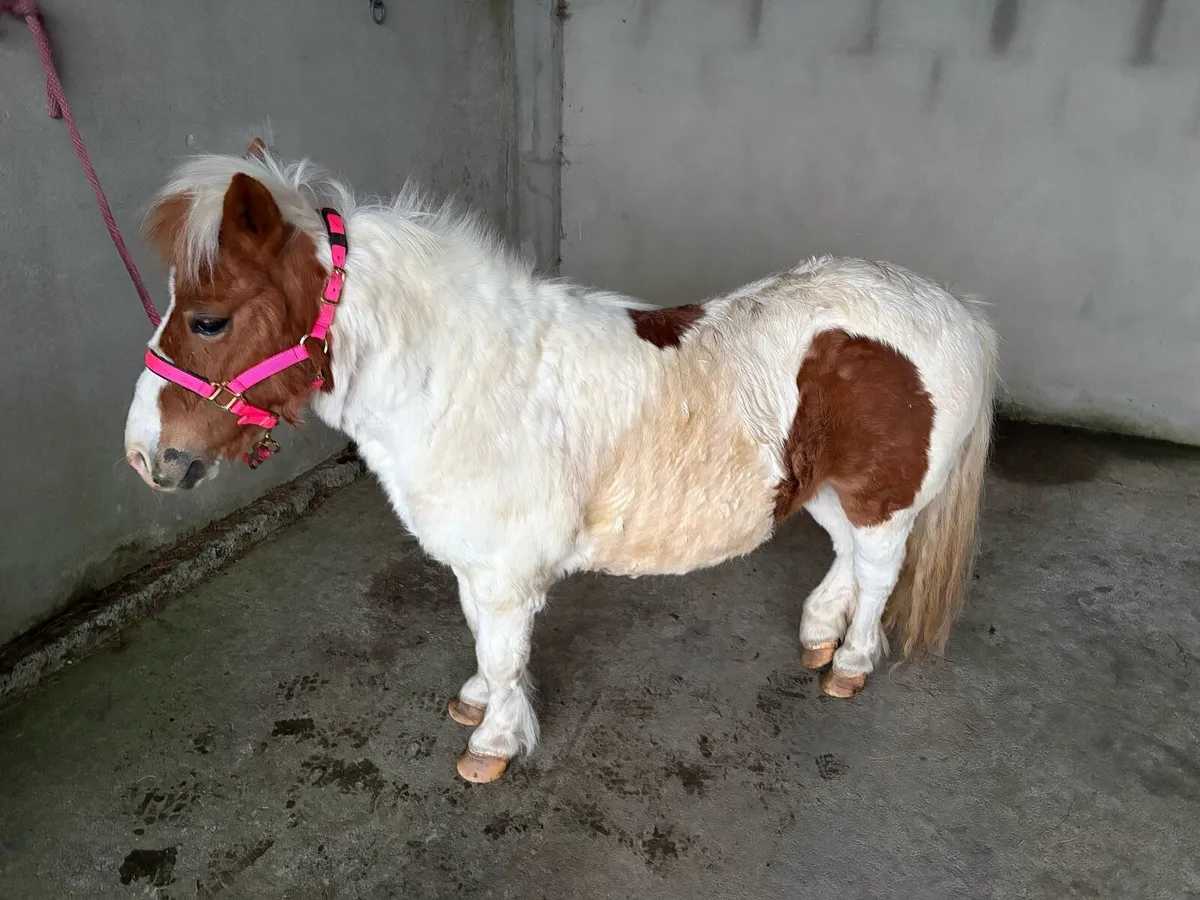 12 Year Old Shetland Pony Marr - Image 1